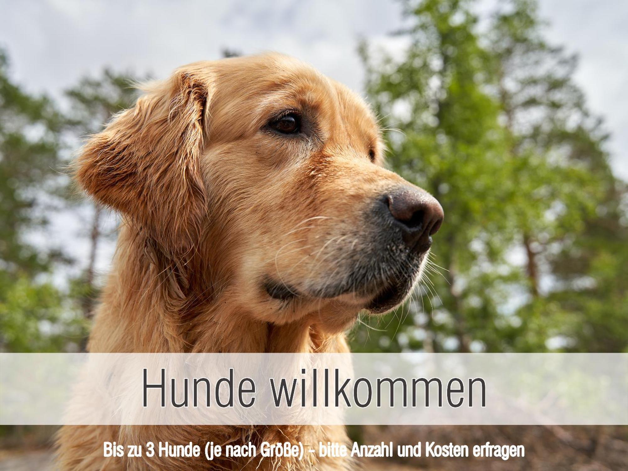 Huette41: Ganze Huette Nah Am See Mit Privatem Whirlpool, Sauna. Umzaeunt. Waldkirchen Dış mekan fotoğraf